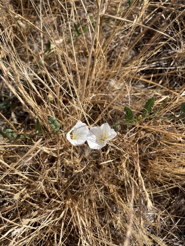 iNaturalist observation photo of field bindweed