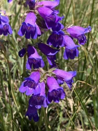 Penstemon hallii A.Gray