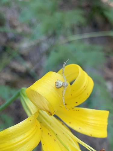 iNaturalist observation photo of Mecaphesa