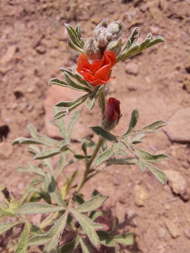 Scarlet Globemallow