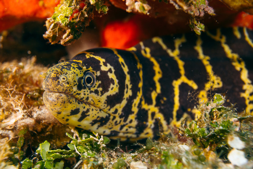 Chain Moray