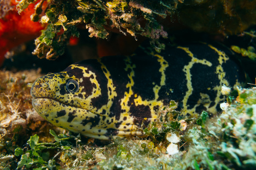 Chain Moray