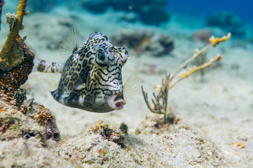 Honeycomb Cowfish