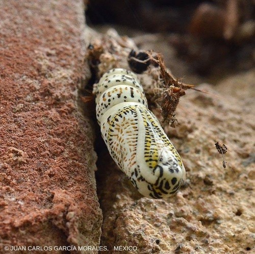 Acronyctodes mexicanaria