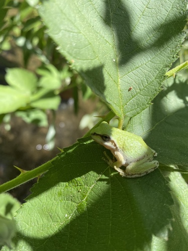 iNaturalist observation photo of Pacific chorus frog