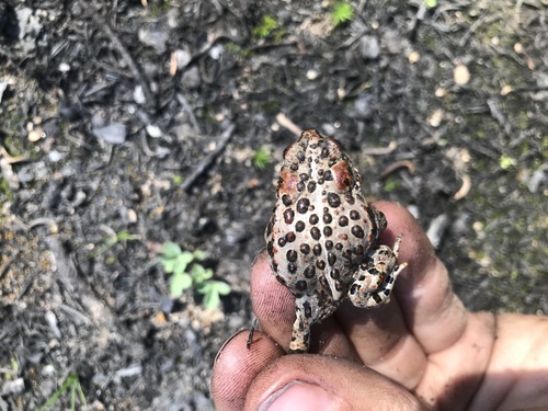 iNaturalist observation photo of Yosemite Toad
