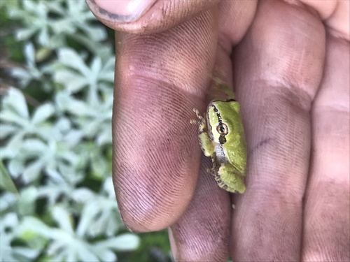 iNaturalist observation photo of Pacific chorus frog