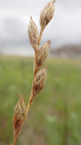 whitescale sedge (Carex xerantica)