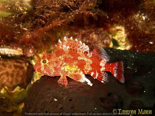 Madeira Scorpionfish