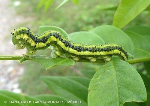 Orange-barred Sulphur