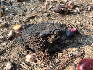 Asian Common Toad