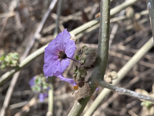photo of Bluewitch Nightshade (Solanum umbelliferum)