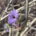 photo of Bluewitch Nightshade (Solanum umbelliferum)