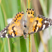 photo of Painted Lady (Vanessa cardui)