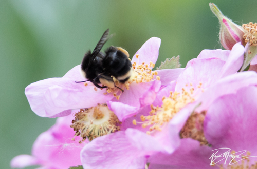 photo of Bumble Bees (Bombus)