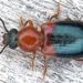 Redshouldered Ham Beetle - Photo (c) gernotkunz, all rights reserved, uploaded by gernotkunz