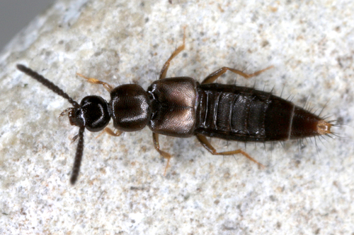 Insects Id: Atheta longicornis, Atheta longicornis