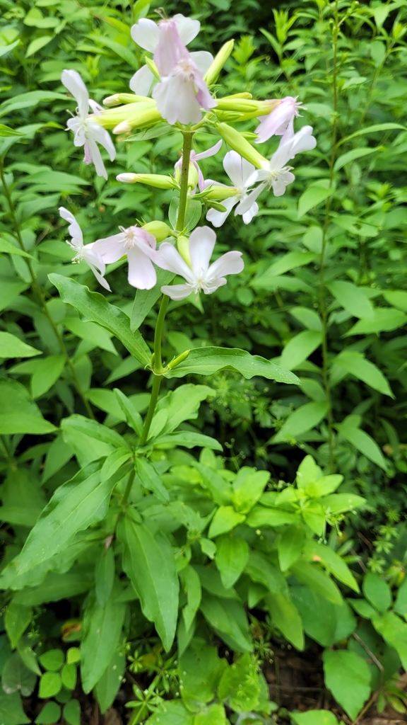 common soapwort from Constantine Township, MI, USA on July 10, 2021 at