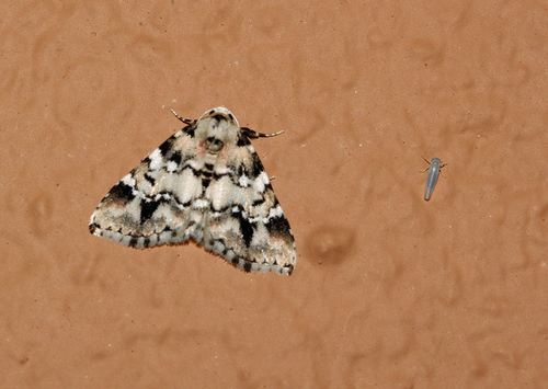 Toans Insecte Genus Toana · iNaturalist