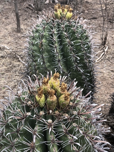 Ferocactus herrerae