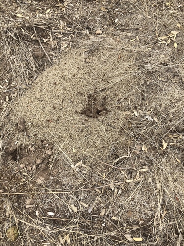 Bicolored Harvester Ant