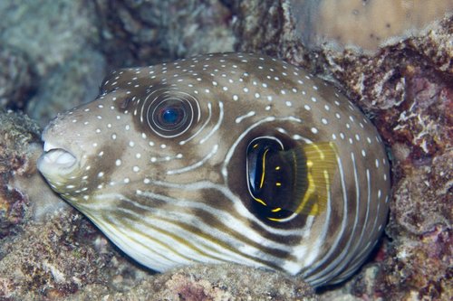 White-spotted Puffer