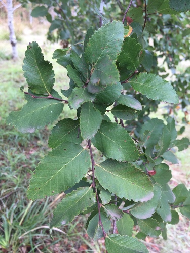 Patagonian oak