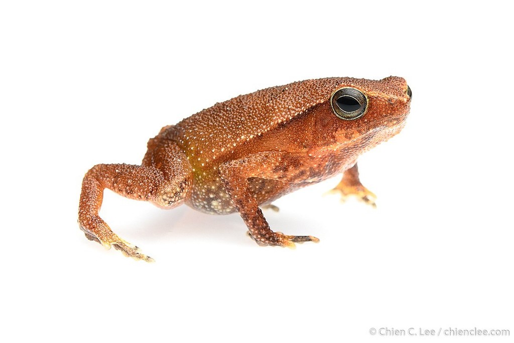 Mengiong Sticky Frog (Kalophrynus intermedius)