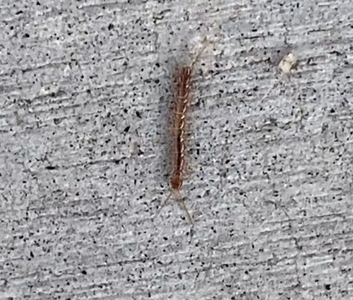 photo of Stone Centipedes (Lithobiomorpha)