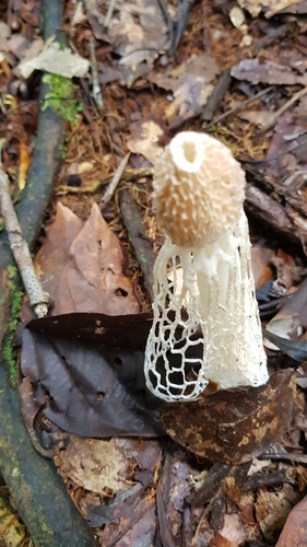 bridal veil stinkhorn
