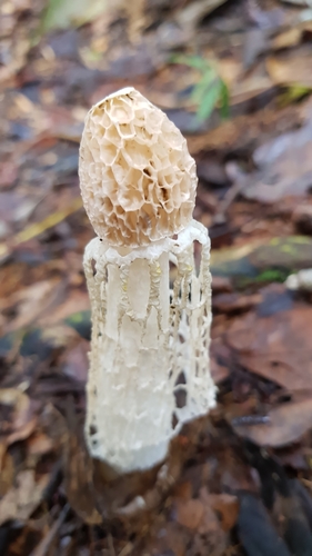 bridal veil stinkhorn
