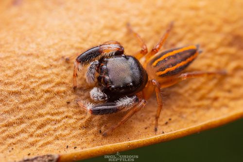 Genus Nungia · iNaturalist