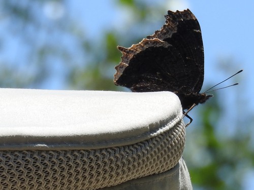 iNaturalist observation photo of Mourning Cloak