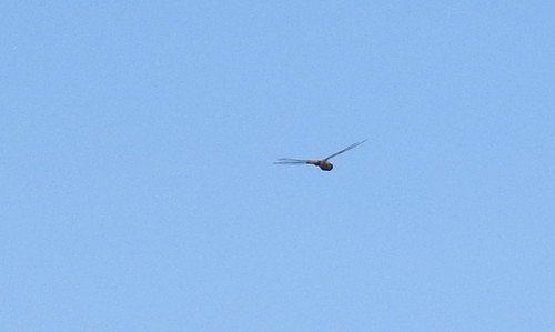 iNaturalist observation photo of Spot-winged Glider