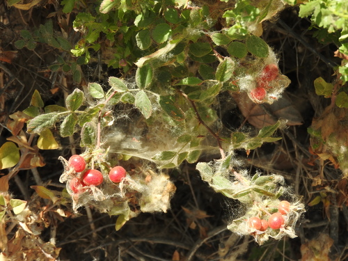iNaturalist observation photo of California Wild Rose