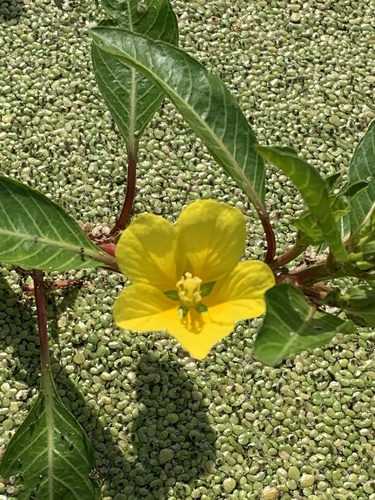 water primrose