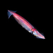 Glassy Flying Squid - Photo (c) Pat Webster @underwaterpat, all rights reserved, uploaded by Pat Webster @underwaterpat