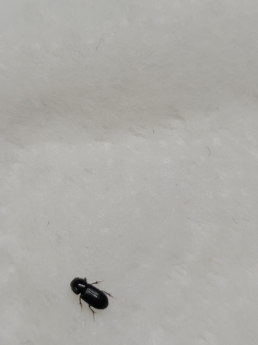 photo of Small Dung Beetles (Aphodiinae)