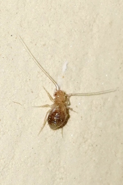 Ladhani Insect Psocathropos lachlani from 136/1, Phase 1, Hinjewadi Rajiv Gandhi ...
