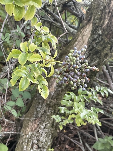 Blue Elderberry fruiting