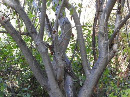 Ashy Jatropha
