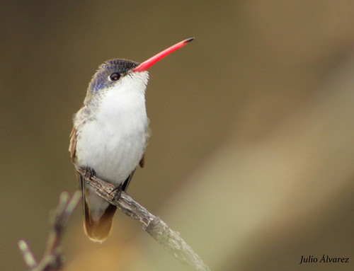 Violet-crowned Hummingbird