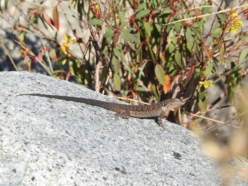 Black-tailed Brush Lizard