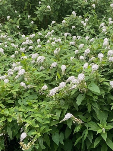 Gooseneck Loosestrife