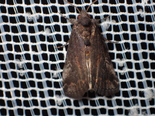 Acanthoprora melanoleuca