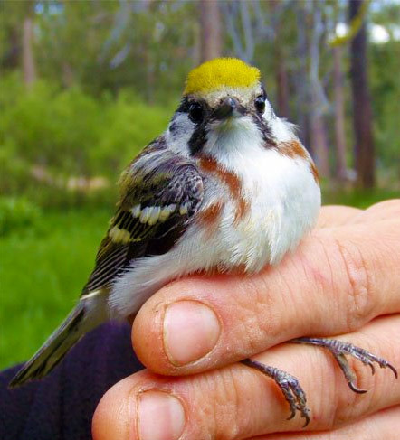 iNaturalist observation photo of Chestnut-sided Warbler