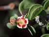 Cliff Spurge - Photo (c) Jay Keller, all rights reserved, uploaded by Jay Keller