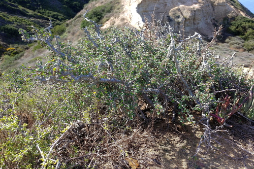 cliff spurge