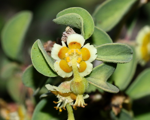 cliff spurge