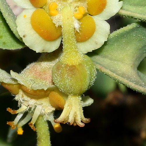 cliff spurge